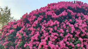 Kew Wakehurst rhododendrons